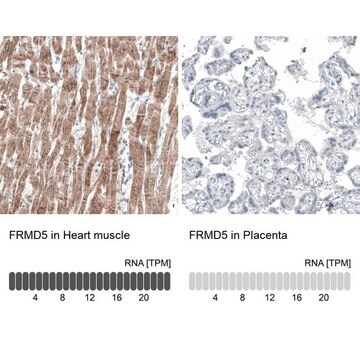 Monoclonal Anti-FRMD5 antibody produced in mouse Prestige Antibodies&#174; Powered by Atlas Antibodies, clone CL9503, purified immunoglobulin, buffered aqueous glycerol solution