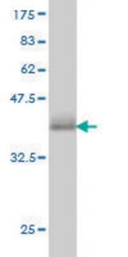 Monoclonal Anti-CAMK1 antibody produced in mouse clone 3G1, purified immunoglobulin, buffered aqueous solution