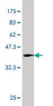 Monoclonal Anti-ID1 antibody produced in mouse clone 2C7, purified immunoglobulin, buffered aqueous solution