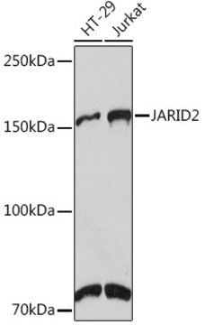 Anti-JARID2 Antibody, clone 3L5C5, Rabbit Monoclonal