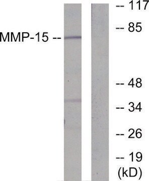 Anti-MMP-15 antibody produced in rabbit affinity isolated antibody