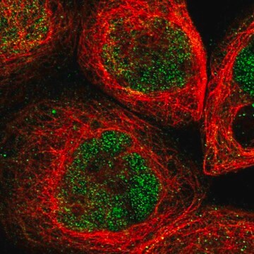 Anti-UBN2 antibody produced in rabbit Prestige Antibodies&#174; Powered by Atlas Antibodies, affinity isolated antibody, buffered aqueous glycerol solution