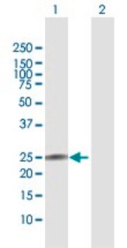 Anti-IL22 antibody produced in rabbit purified immunoglobulin, buffered aqueous solution