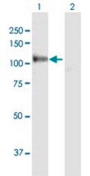 Anti-MANBA antibody produced in rabbit purified immunoglobulin, buffered aqueous solution