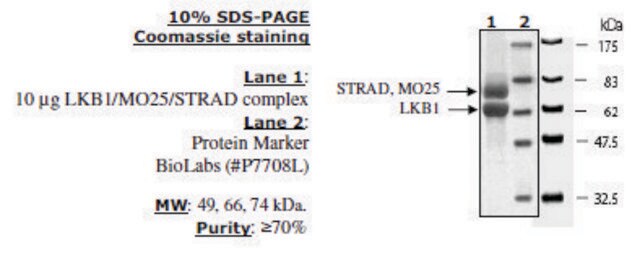 LKB1/MO25/STRAD Active human recombinant, expressed in baculovirus infected insect cells, &#8805;70% (SDS-PAGE)