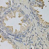 Anti-LITAF antibody produced in rabbit