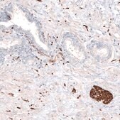 Monoclonal Anti-TUBB3 antibody produced in mouse Prestige Antibodies&#174; Powered by Atlas Antibodies, clone CL5813, purified immunoglobulin, buffered aqueous glycerol solution