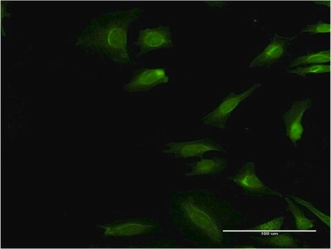 Monoclonal Anti-EIF3S2, (C-terminal) antibody produced in mouse clone 3B10, purified immunoglobulin, buffered aqueous solution