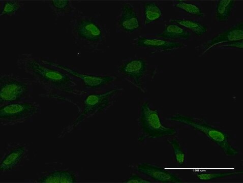 Anti-PPP2CB antibody produced in mouse purified immunoglobulin, buffered aqueous solution