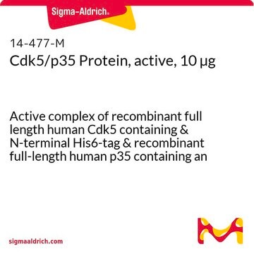 Cdk5/p35 Protein, active, 10 &#181;g Active complex of recombinant full length human Cdk5 containing &amp; N-terminal His6-tag &amp; recombinant full-length human p35 containing an N-terminal GST-tag, for use in Kinase Assays.