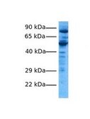 Anti-CFLAR antibody produced in rabbit IgG fraction of antiserum