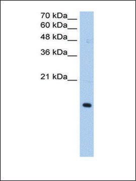 Anti-PILRA antibody produced in rabbit affinity isolated antibody
