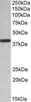 Anti-PCBP1 antibody produced in goat affinity isolated antibody, buffered aqueous solution