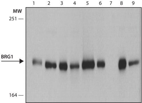 Anti-Brg1 antibody, Rat monoclonal clone 5B7, purified from hybridoma cell culture