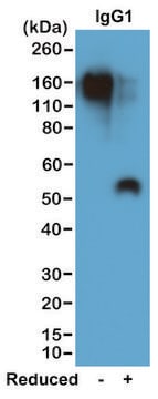 Anti-Mouse IgG1 antibody, Rabbit monoclonal recombinant, expressed in HEK 293 cells, clone RM106, purified immunoglobulin