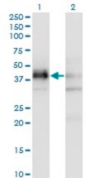 Monoclonal Anti-SFRS5 antibody produced in mouse clone 2C8, ascites fluid