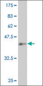 ANTI-SMAD4 antibody produced in mouse clone 1A5, purified immunoglobulin, buffered aqueous solution