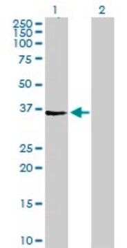 Anti-AGPAT4 antibody produced in mouse purified immunoglobulin, buffered aqueous solution