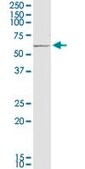 Monoclonal Anti-PRC1 antibody produced in mouse clone 3B10-1F9, purified immunoglobulin, buffered aqueous solution
