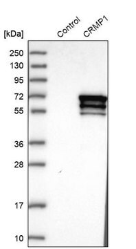 Anti-CRMP1 antibody produced in rabbit Prestige Antibodies&#174; Powered by Atlas Antibodies, affinity isolated antibody, buffered aqueous glycerol solution