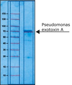 Pseudomonas exotoxin A from Pseudomonas aeruginosa lyophilized powder