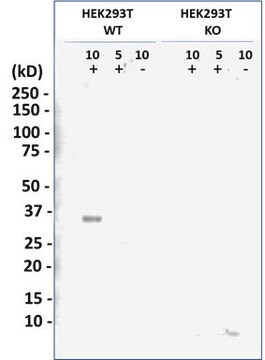 [KO Validated]Anti-LIN28B antibody produced in mouse [Knockout Validated]purified monoclonal antibody, buffered aqueous solution