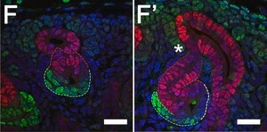 Anti-Sox9 Antibody Chemicon&#174;, from rabbit