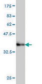 Monoclonal Anti-PPP3CB antibody produced in mouse clone 5D3, purified immunoglobulin, buffered aqueous solution