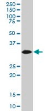 Monoclonal Anti-HADHSC, (C-terminal) antibody produced in mouse clone 3C9, purified immunoglobulin, buffered aqueous solution