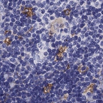 Anti-SLC46A2 antibody produced in rabbit Prestige Antibodies&#174; Powered by Atlas Antibodies, affinity isolated antibody, buffered aqueous glycerol solution