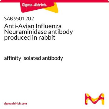 Anti-Avian Influenza Neuraminidase antibody produced in rabbit affinity isolated antibody