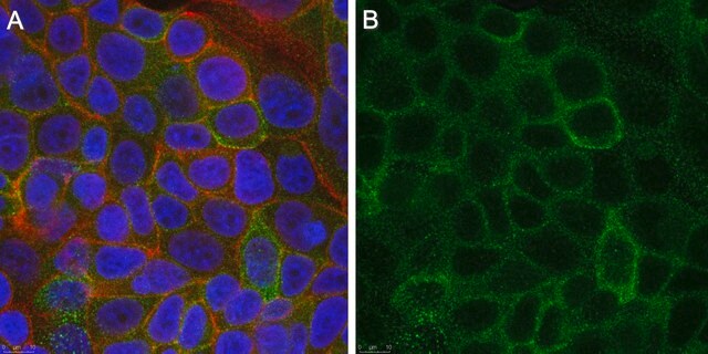 Anti-LRP1 &#945;-chain Antibody, clone 8G1