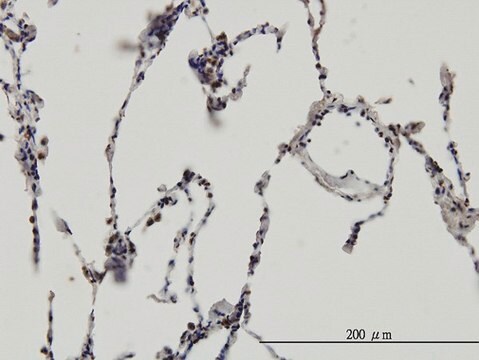 Monoclonal Anti-ERH antibody produced in mouse clone 4A10, purified immunoglobulin, buffered aqueous solution