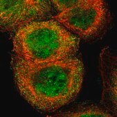 Anti-CASP8 antibody produced in rabbit Prestige Antibodies&#174; Powered by Atlas Antibodies, affinity isolated antibody, buffered aqueous glycerol solution
