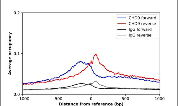 Anti-CHD9 antibody produced in rabbit Prestige Antibodies&#174; Powered by Atlas Antibodies, affinity isolated antibody, buffered aqueous glycerol solution