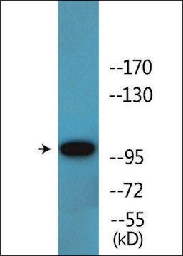 Anti-phospho-c-Kit (pTyr721) antibody produced in rabbit affinity isolated antibody