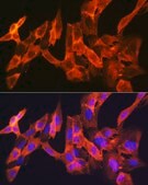 Anti-JNK1 antibody produced in rabbit
