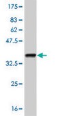 Monoclonal Anti-SREBF1 antibody produced in mouse clone 4C11, purified immunoglobulin, buffered aqueous solution