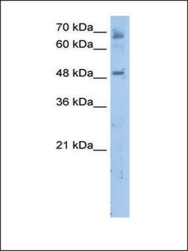 Anti-LENG4 antibody produced in rabbit IgG fraction of antiserum