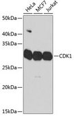 Anti-CDK1 antibody produced in rabbit