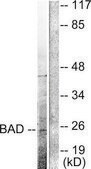 Anti-BAD (Cleaved-Asp71) antibody produced in rabbit affinity isolated antibody