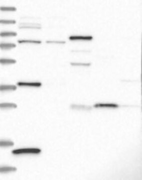 Anti-CRHBP antibody produced in rabbit Prestige Antibodies&#174; Powered by Atlas Antibodies, affinity isolated antibody, buffered aqueous glycerol solution