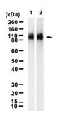 Anti-CD66b/CEACAM8 Antibody, clone 1L6 ZooMAb&#174; Rabbit Monoclonal recombinant, expressed in HEK 293 cells