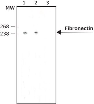 Monoclonal Anti-Fibronectin antibody produced in mouse clone IST-3, ascites fluid