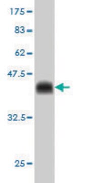 Monoclonal Anti-CDX4 antibody produced in mouse clone 1H7, purified immunoglobulin, buffered aqueous solution