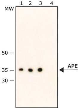 Anti-AP Endonuclease antibody, Mouse monoclonal clone APEREF, purified from hybridoma cell culture