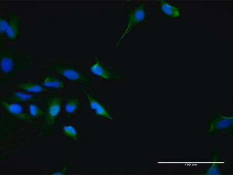 Anti-SEC13 antibody produced in mouse purified immunoglobulin, buffered aqueous solution