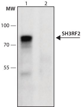 Anti-SH3RF2 (96-110) antibody produced in rabbit IgG fraction of antiserum