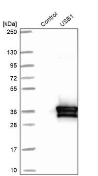 Anti-USB1 antibody produced in rabbit Prestige Antibodies&#174; Powered by Atlas Antibodies, affinity isolated antibody, buffered aqueous glycerol solution