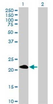 Anti-PAGE4 antibody produced in mouse purified immunoglobulin, buffered aqueous solution